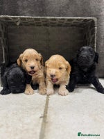 Cockapoo dogs - Advert 15
