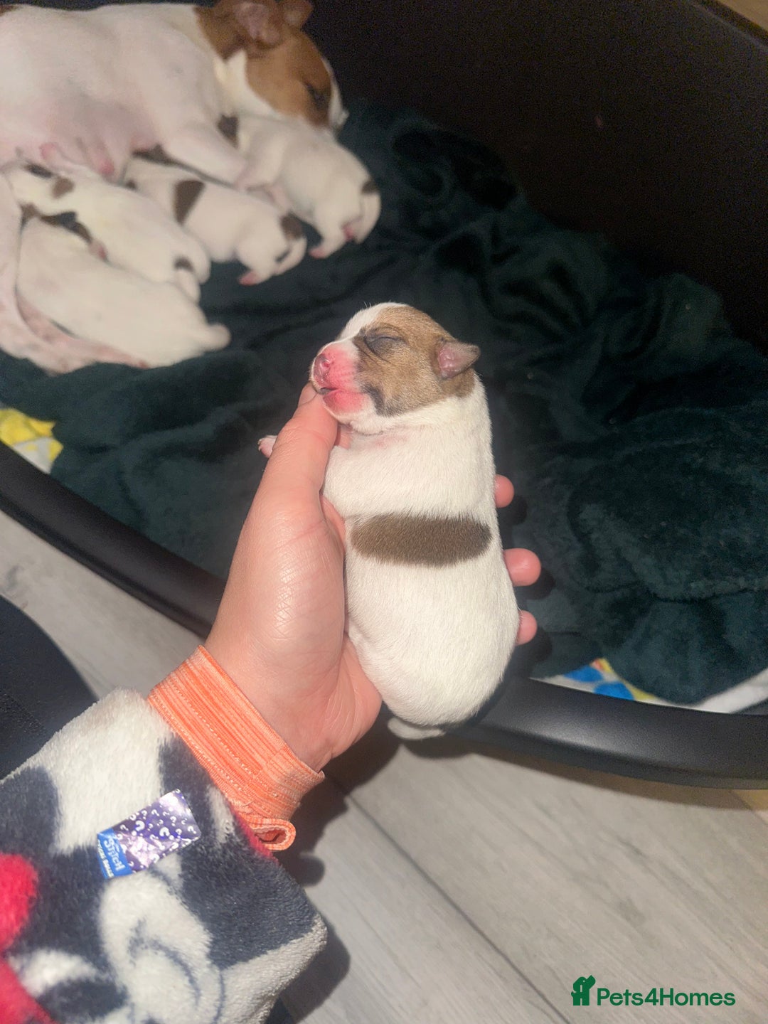 Jack Russell dogs for sale: 3 beautiful Jack russels left  - Advert 5