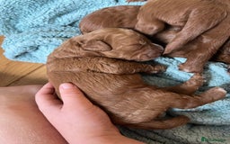 Labradoodle dogs for sale: Labradoodles for sale  - Image 7