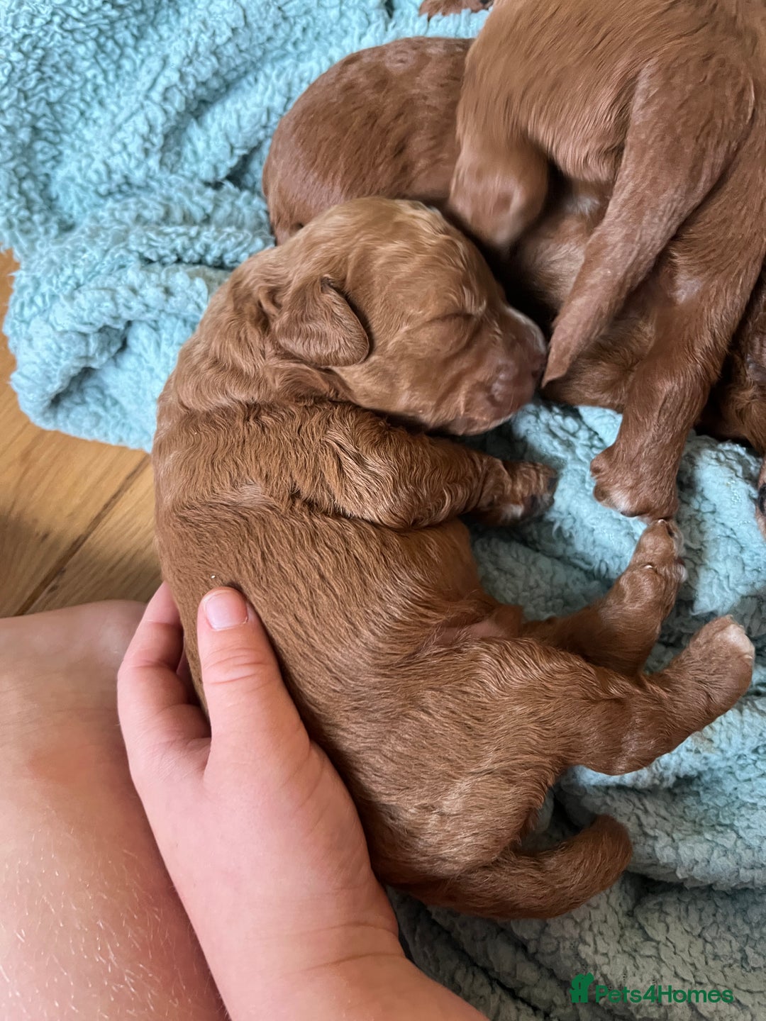 Labradoodle dogs for sale: Labradoodles for sale  - Image 7