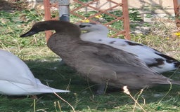 Ducks poultry for sale: Trio of Indian Runner Ducks - Image 4
