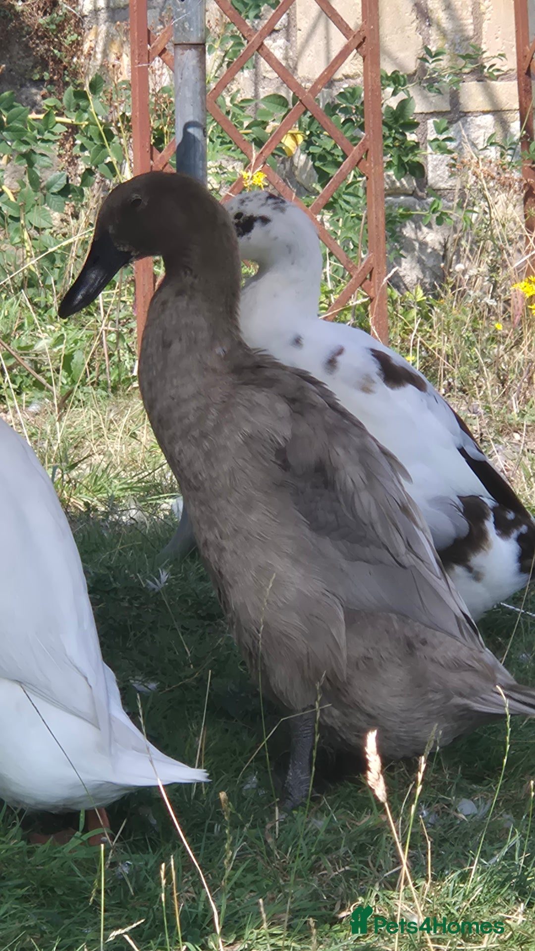 Ducks poultry for sale: Trio of Indian Runner Ducks - Image 4