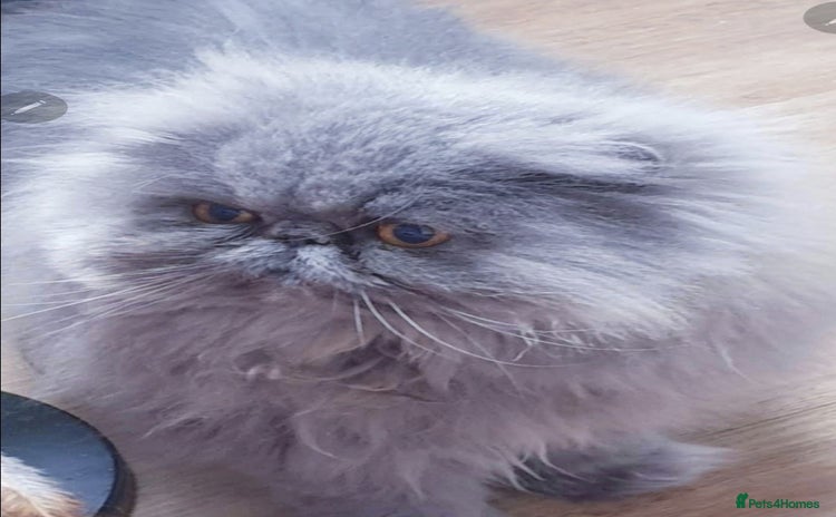 Persian cats - Advert 2