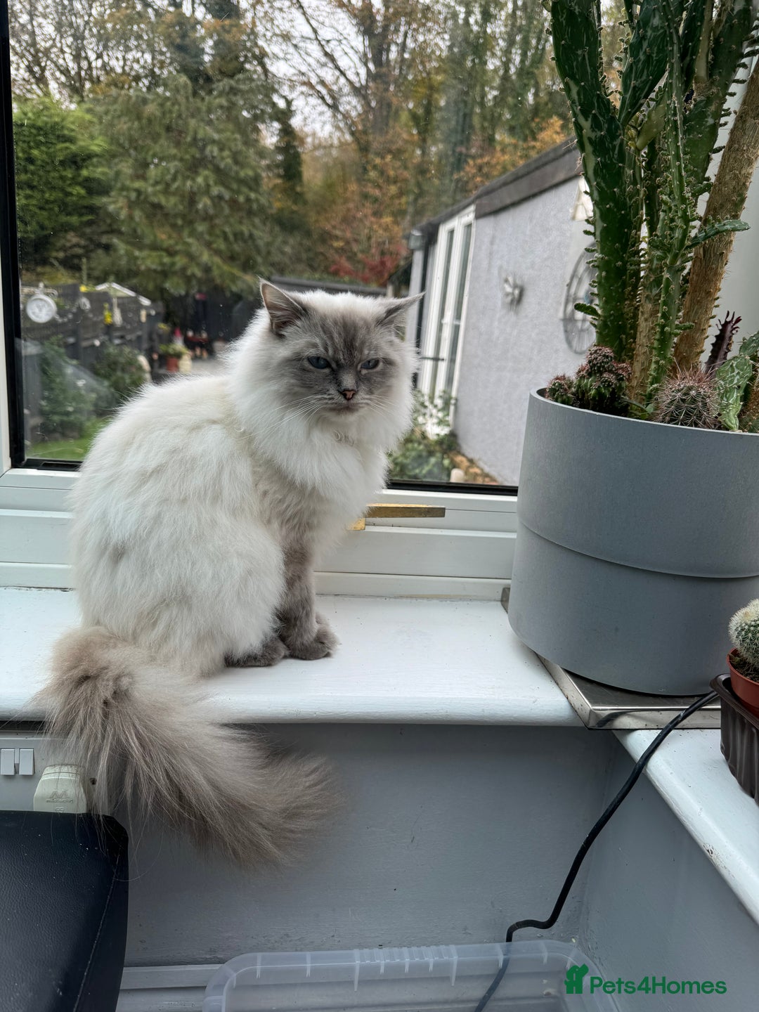 Ragdoll cats for sale: Stunning Ragdoll babies READY NOW! - Advert 2