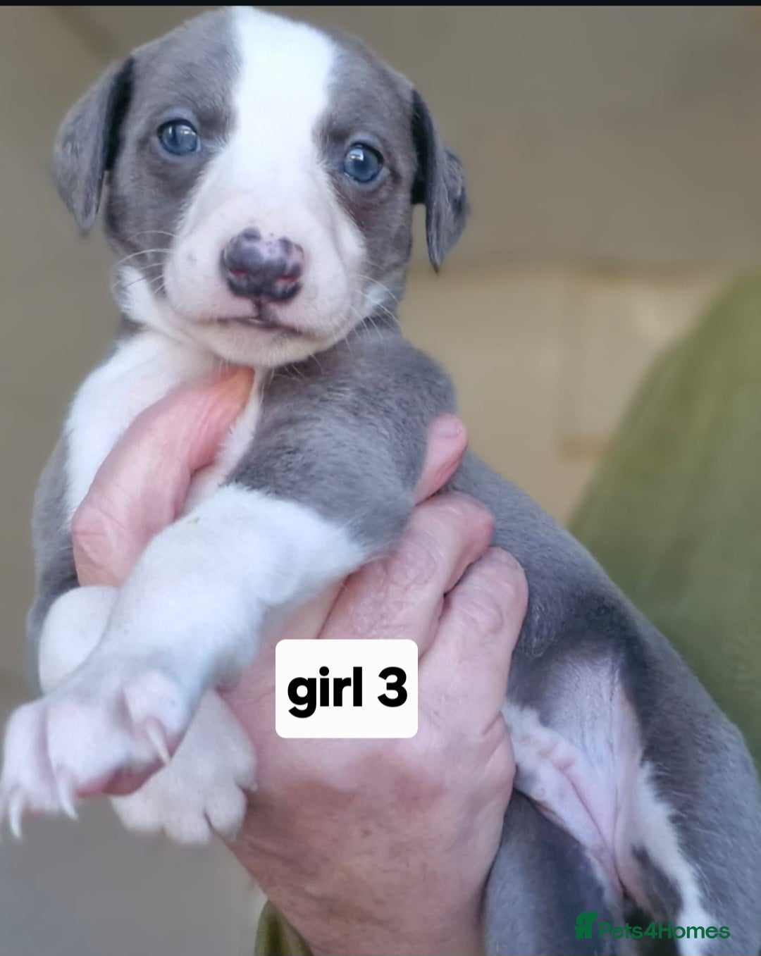 Whippet dogs Pedigree Whippet Blue GIRL puppies - Advert 2