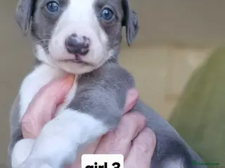 Whippet dogs Pedigree Whippet Blue GIRL puppies - Advert 2
