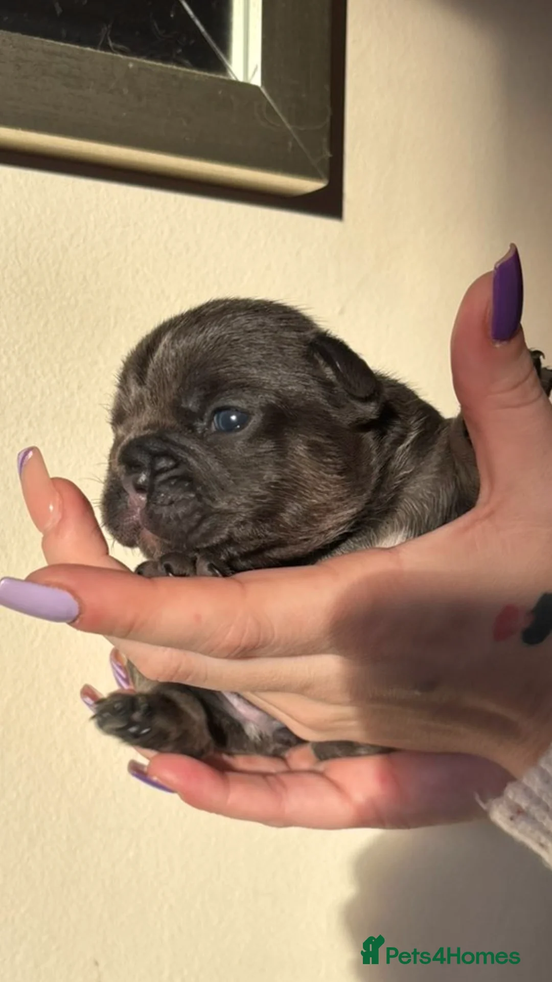 French Bulldog dogs for sale: Frenchie 🐾🐾 last little girl  - Advert 12