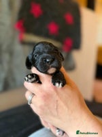 Cavapoo dogs Adorable F1 Cavapoo puppies. Fully health tested. - Advert 15