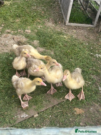 Geese poultry for sale - Advert 5