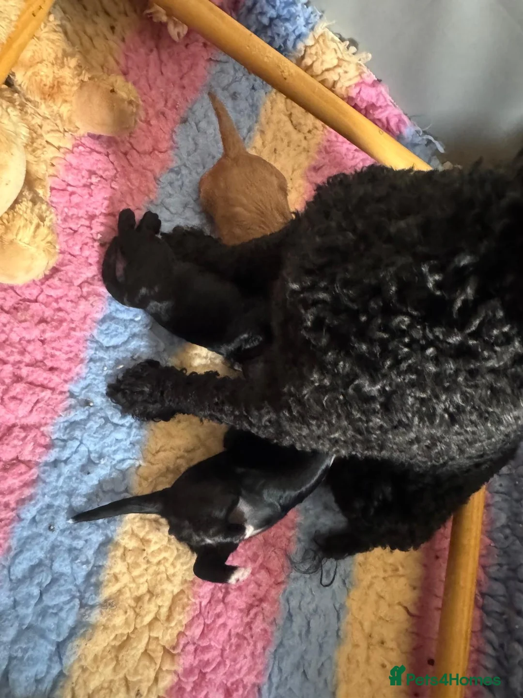 Cavapoo dogs for sale: F1 cavapoo babies  - Advert 6