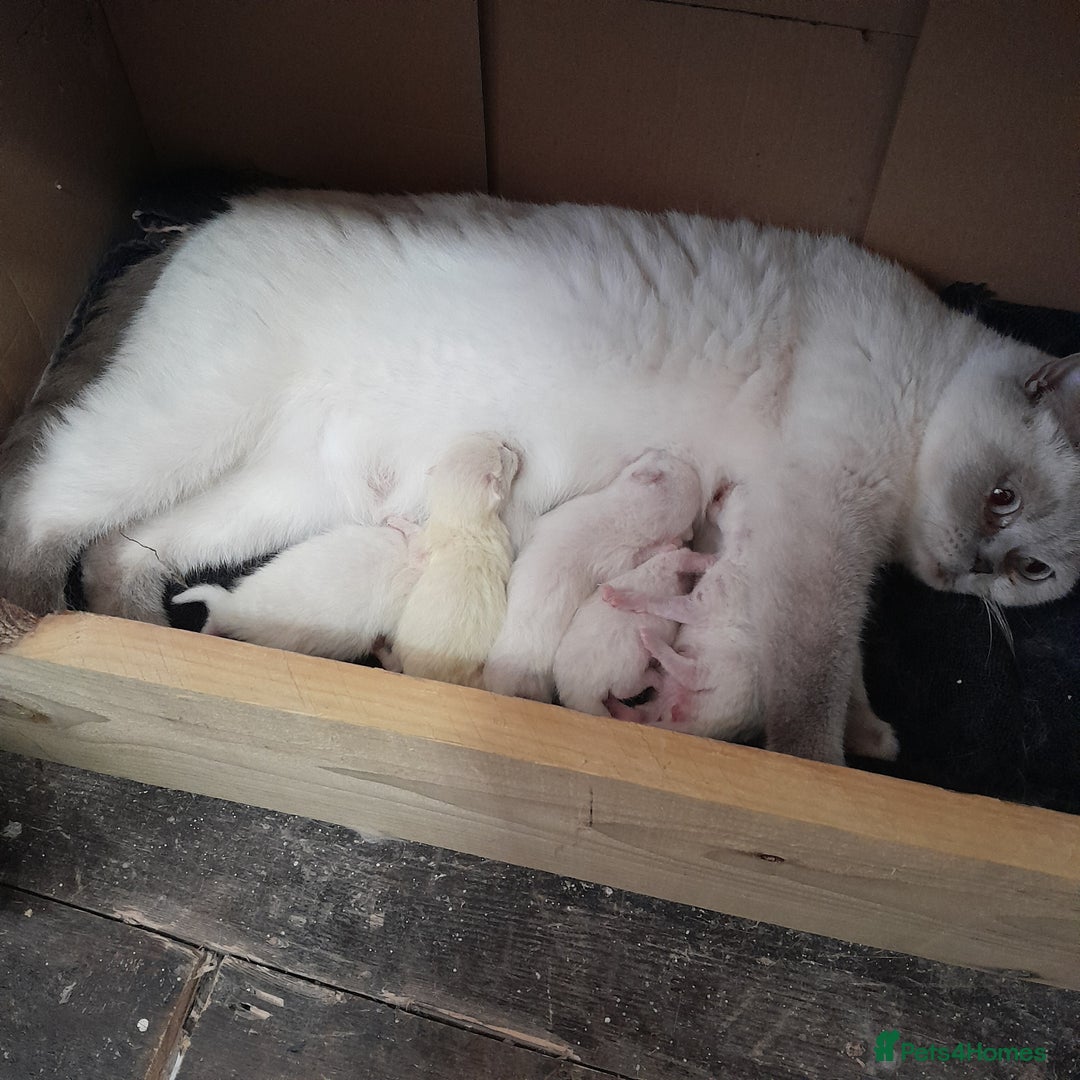 British Shorthair cats for sale: British Shorthair Kittens - Lilac Point - Image 4
