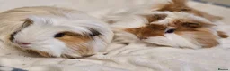 Guinea Pig rodents for sale: Various bonded pairs baby/young boy guineas pigs - Advert 6