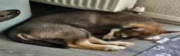 Siberian Husky dogs for sale: Siberian male Husky puppy  - Advert 5