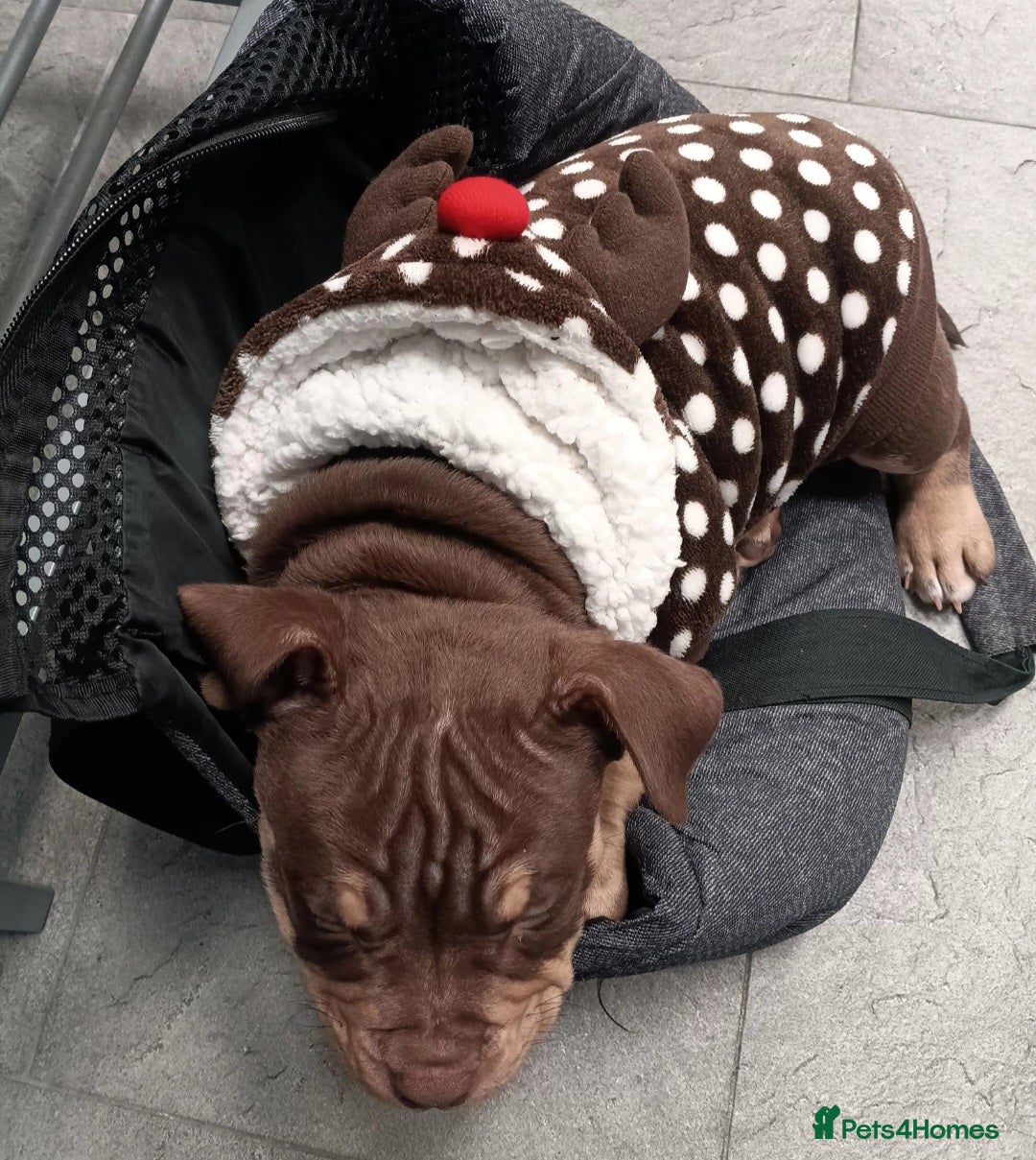 American Bully dogs for sale: Chocolate tri american bully  - Advert 2