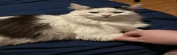 Domestic Shorthair cats for sale: Beautiful kittens 5* homes  - Advert 5