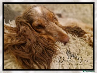 Cocker Spaniel dogs FULL Health Tested Show Line puppies due - Advert 12