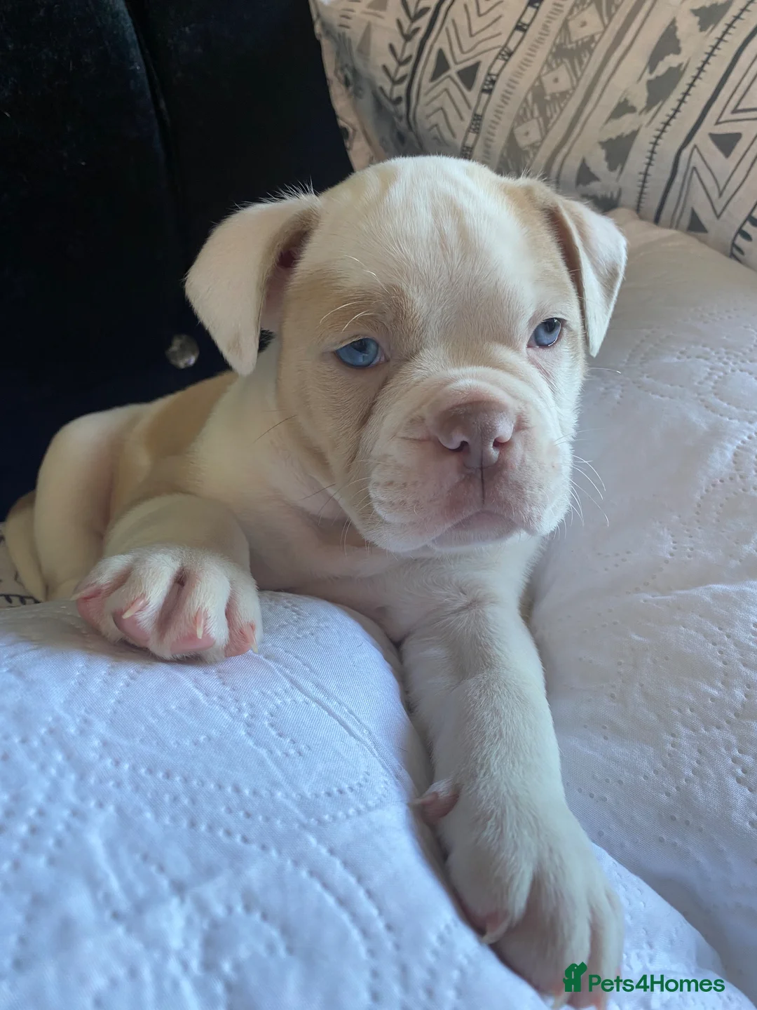 Olde English Bulldogge dogs for sale: Old English Bulldogge Puppies - Advert 1