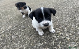 Jack Russell dogs for sale: Jack Russell puppies for sale  - Image 2