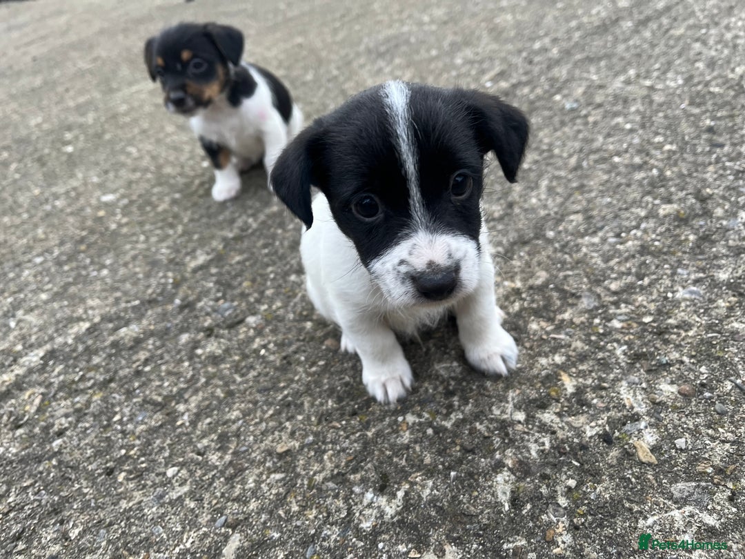 Jack Russell dogs for sale: Jack Russell puppies for sale  - Image 2