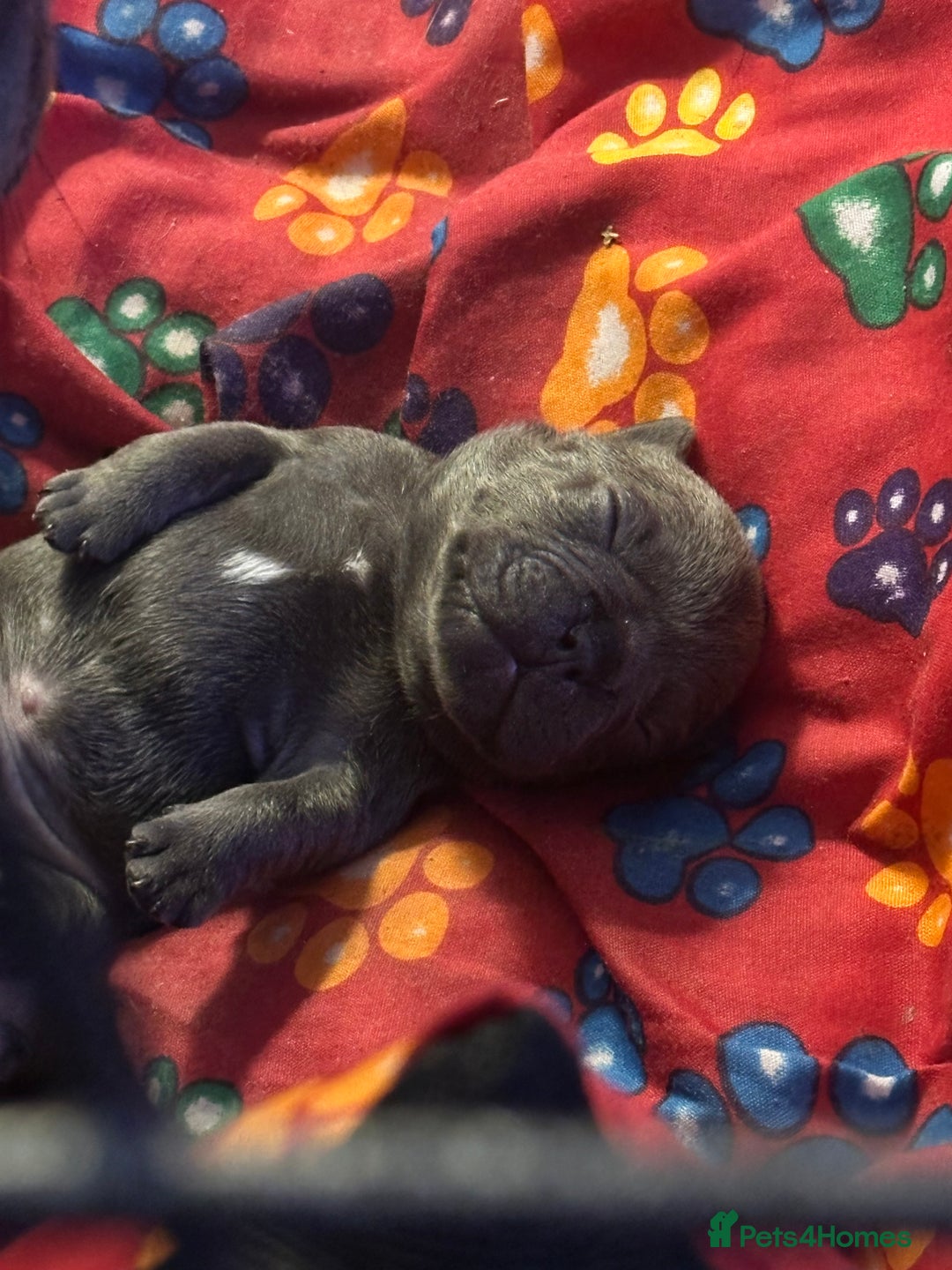 French Bulldog dogs for sale: french bulldog puppies  - Image 6