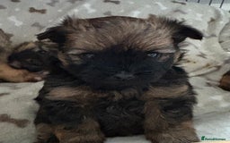 Mixed Breed dogs for sale: Stunning Rare Shihpoo Poms  - Image 8