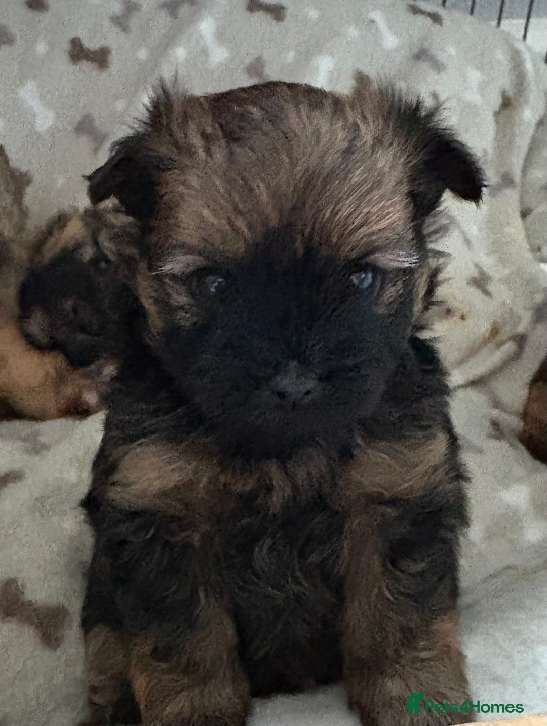 Mixed Breed dogs for sale: Stunning Rare Shihpoo Poms  - Image 8