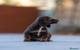 Cocker Spaniel dogs for sale: Cocker spaniel puppies  - Advert 21