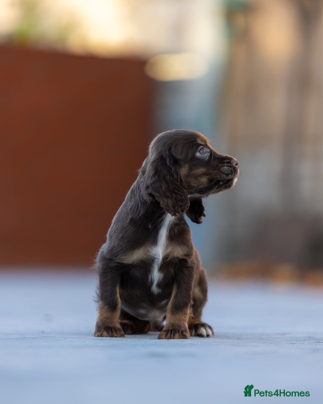 Cocker Spaniel dogs for sale: Cocker spaniel puppies  - Advert 21