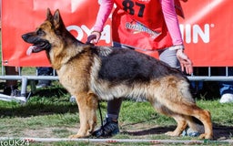 German Shepherd dogs for sale: Litter of puppies with a World Class Pedigree  - Advert 27