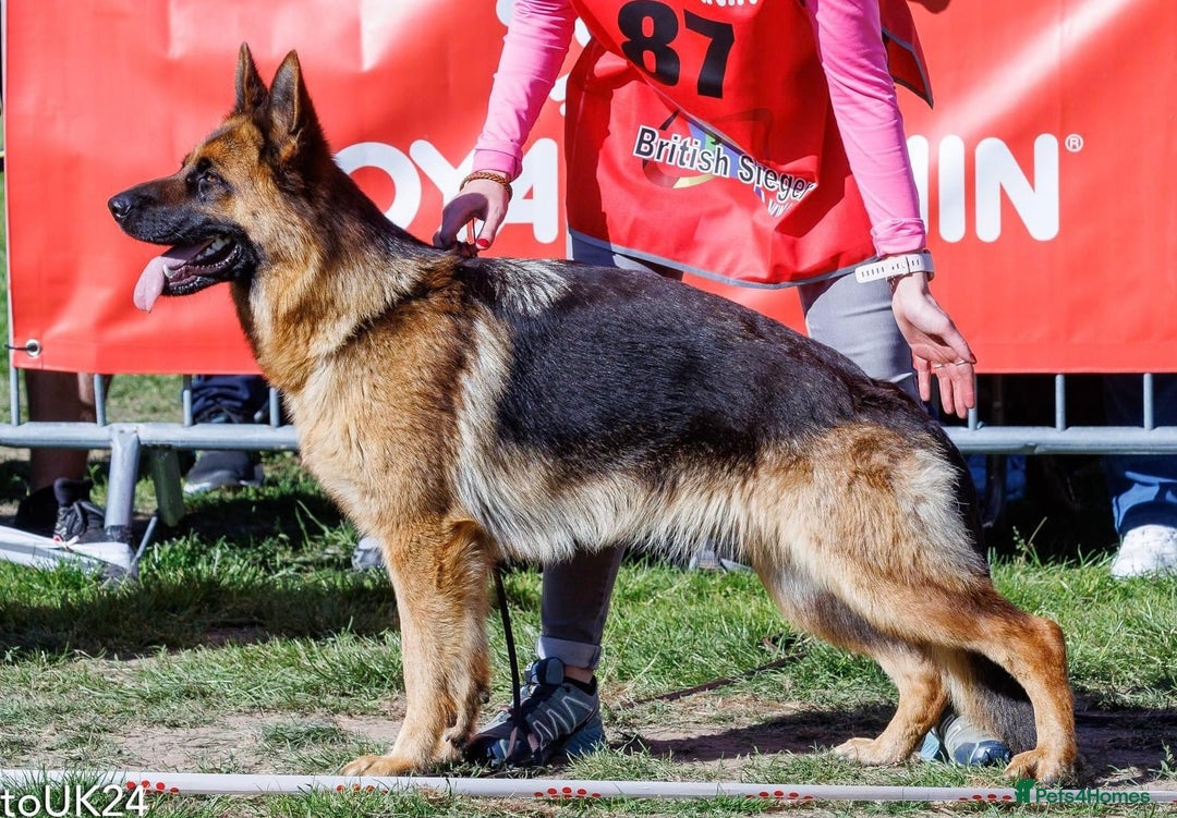 German Shepherd dogs for sale: Litter of puppies with a World Class Pedigree  - Advert 27