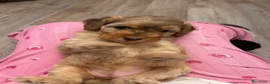 Mixed Breed 1