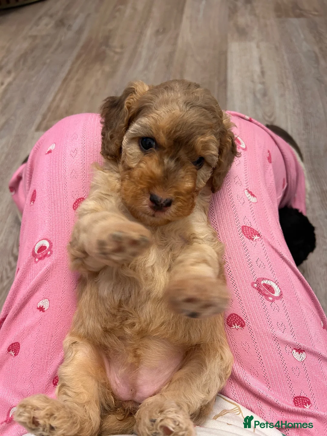 Mixed Breed dogs for sale: 4 Double Doodle Little Girls Available  - Advert 2
