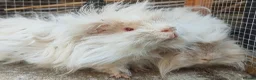Guinea Pig rodents for sale: 2 boars looking for a home together.  - Advert 1