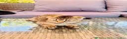 Scottish Fold cats for sale: ✨Kittens looking for forever home ✨ - Advert 20
