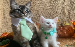 Siberian cats for sale: GORGEOUS PURE WHITE SIBERIAN KITTENS  - Image 7