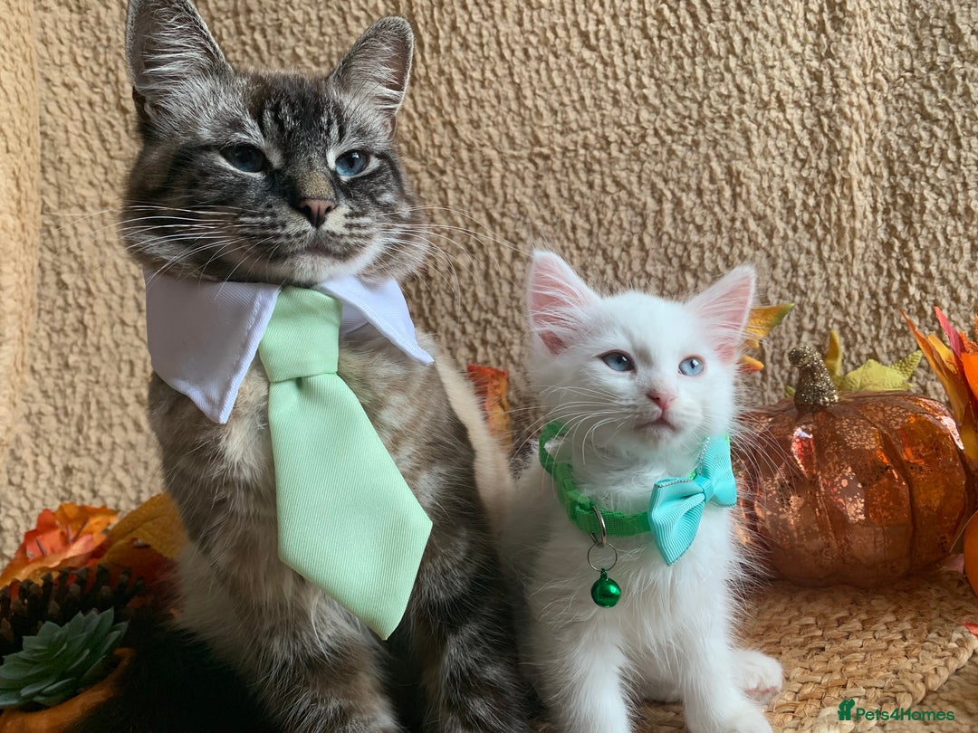 Siberian cats for sale: GORGEOUS PURE WHITE SIBERIAN KITTENS  - Image 7