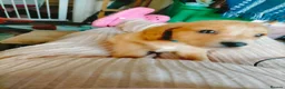 Cockapoo dogs for sale: 5 beautiful cockapoo puppies  - Advert 26