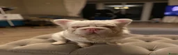 French Bulldog dogs for stud: Pink fluffy Frenchie bulldog for stud - Advert 2