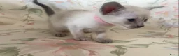 Siamese cats for sale: Full Siamese lilac/blue points kittens  - Advert 9