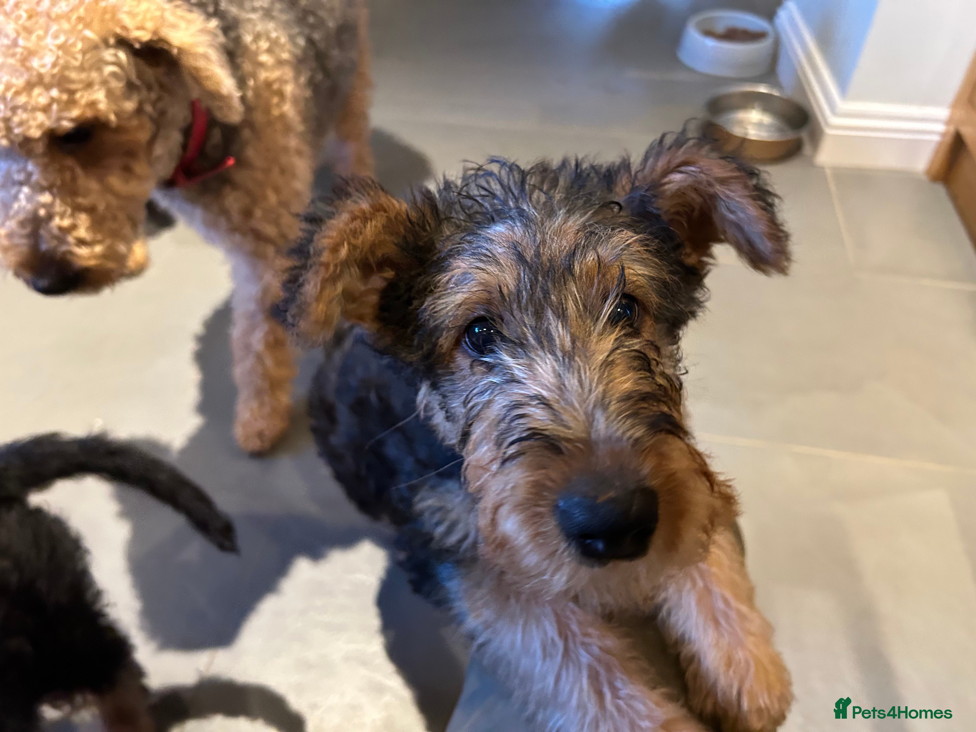 Airedale Terrier dogs Airedale puppy girl looking for a new home  - Advert 1