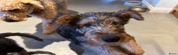 Airedale Terrier dogs for sale: Airedale puppy girl looking for a new home  - Advert 1