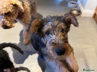 Airedale Terrier dogs Airedale puppy girl looking for a new home - Advert 1