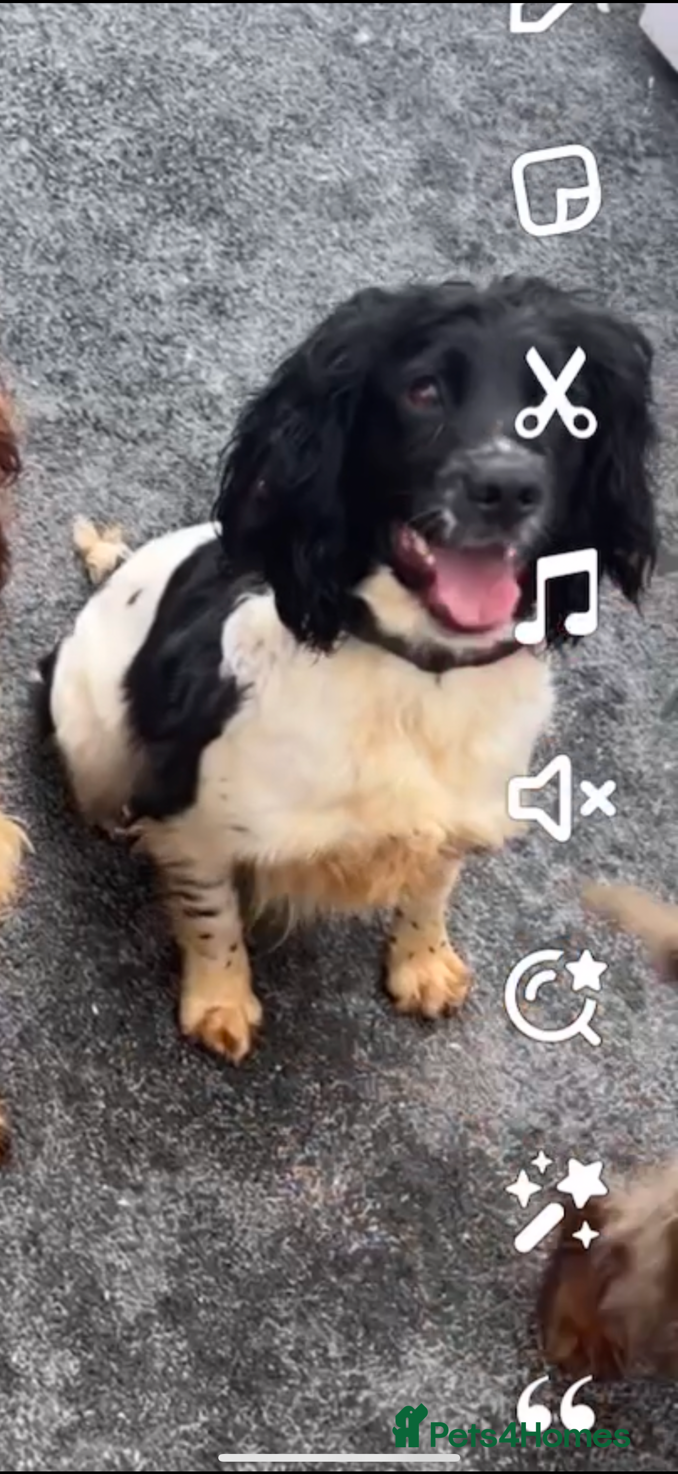 English Springer Spaniel dogs 🐶 English springer spaniel puppies - Advert 1