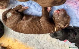 Mixed Breed dogs for sale: Goldendoodle/Australian double doodles  - Image 7