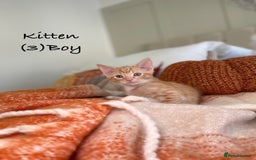 Mixed Breed cats for sale: Stunning kittens 8 weeks old ready now  - Image 12