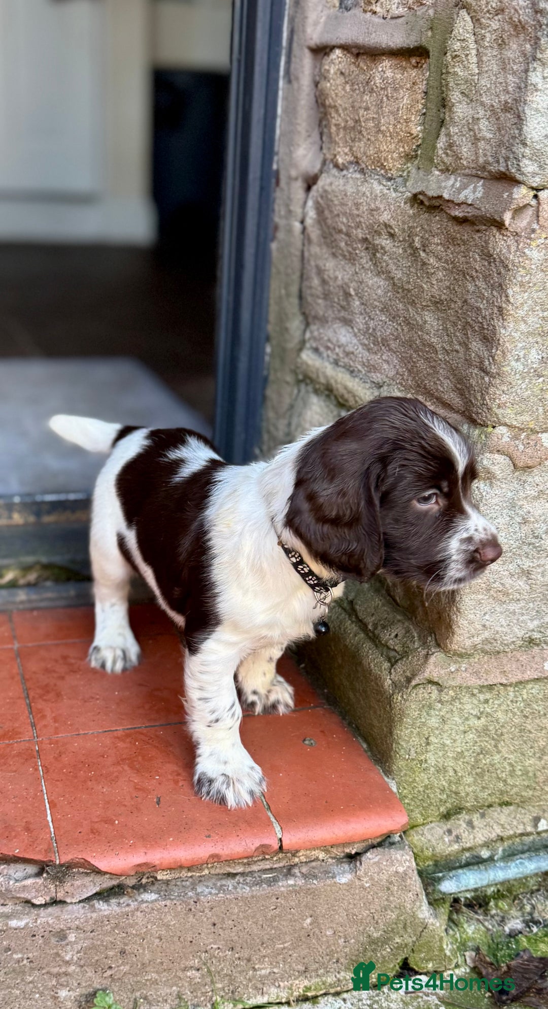 English Springer Spaniel dogs for sale: Beautifully marked, kc registered, legally docked. - Advert 22