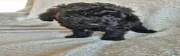Miniature Poodle dogs for sale: Ready now! Only 2 girls left  - Advert 32