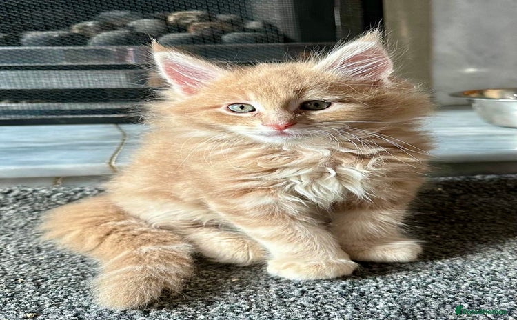 Maine Coon cats - Advert 8