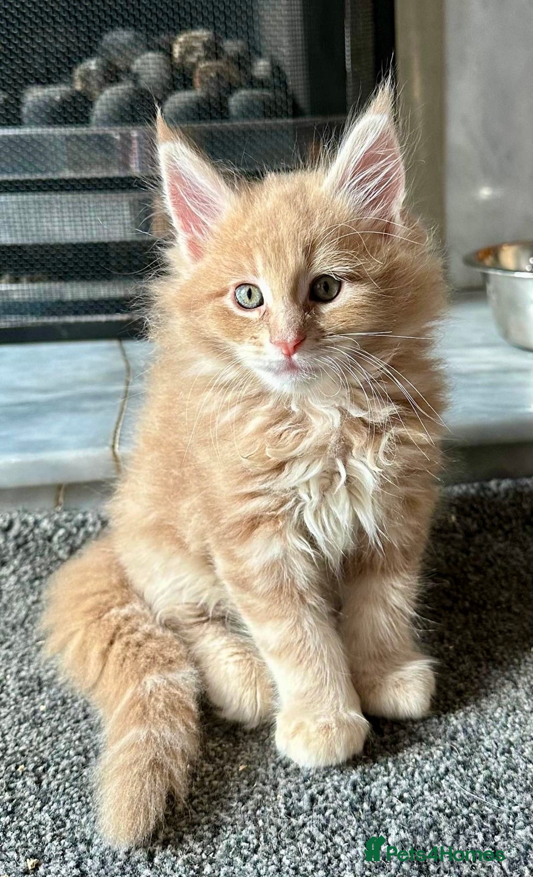 Maine Coon cats for sale: Purebred Maine Coons looking for a loving home 😻 - Image 1