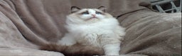 Ragdoll cats for sale: 2 RAGDOLL KITTENS TO GO TOGETHER CHAMPION IMP BL - Advert 21
